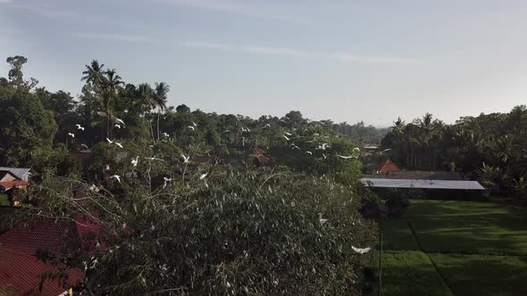 Flight of White Herons Over a Village in Indonesia on the Island Bali alt