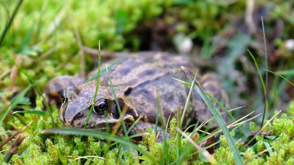 A Common Frog Rana Temporaria Hiding Between the Green Gras and Moss in Ireland alt
