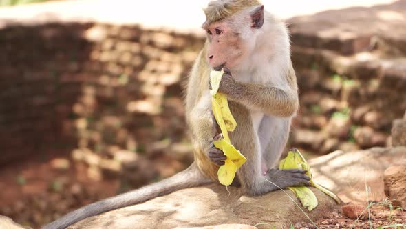Monkey eating banana in Sri Lanka