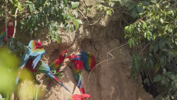 Flock of Scarlett Macaws gather at Chuncho Clay Lick, Tambopata National Reserve alt