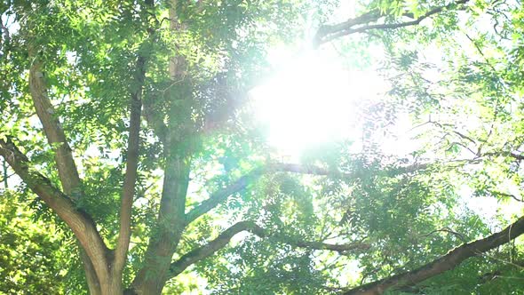 Sunlight shining through tree canopy