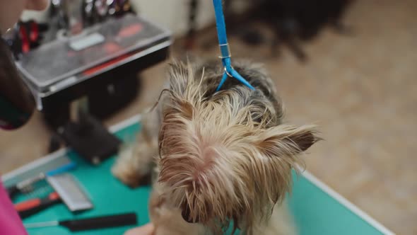 Yorkshire Terrier at Pet Grooming Salon alt