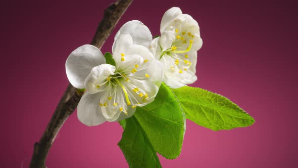 Plum Tree Branch with Blooming Flowers on Purple Background Time Lapse