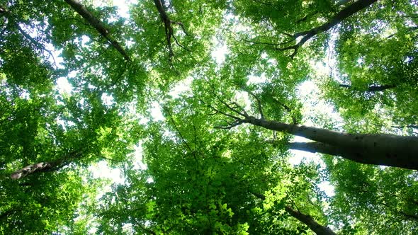 Magical Summer Forest with Warm Sunbeams