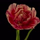 Top View Growing Red Bud Tulip Flower - VideoHive Item for Sale