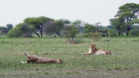 Two adult lionesses bathe in the warm sun on the savanna plan, jackals walk by in the background. alt