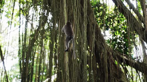Monkey Climbs on Lianas. Sacred Monkey Forest Near Ubud. Closeup. Bali Indonesia.