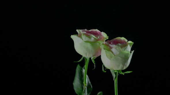 Two Beautiful Roses