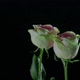 Two Beautiful Roses - VideoHive Item for Sale