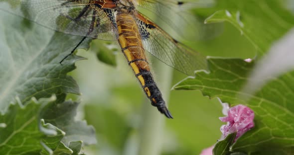 a two-spotted dragonfly sits on the leaf of an opium poppy. It pumps his tail, camera tilts up. alt