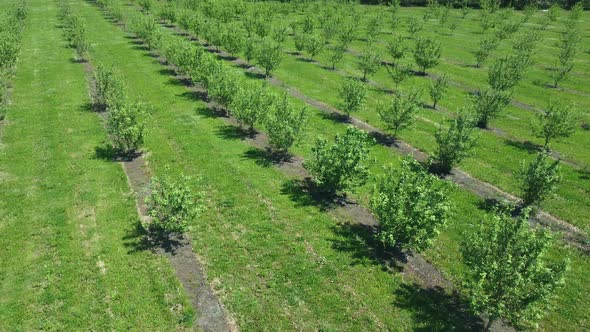 Apple Orchard View From a Height Trees Planted in Straight Rows