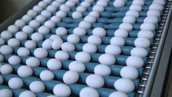 Organic Farming Business alt