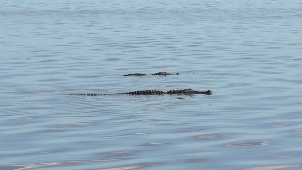  Two Alligators Swim In A Lake