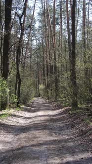 Vertical Video of a Road in the Forest Slow Motion alt
