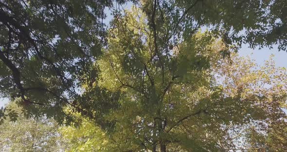 Walking Under Trees on Walkway in Urban City Park or Woods in Summer Sunny Day alt