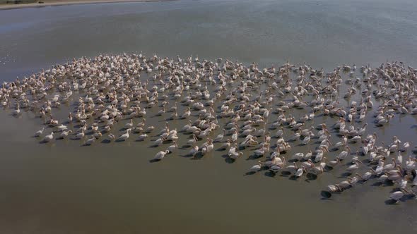 Pelican Colony at Besalma Lake in Moldova alt