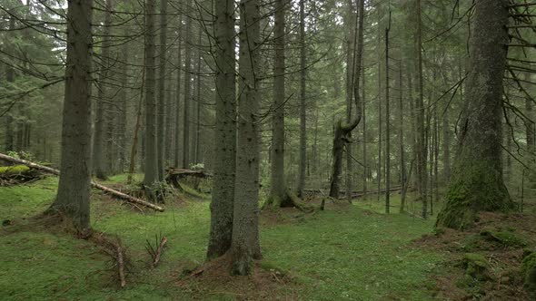 Coniferous Forest with Fallen Trees alt