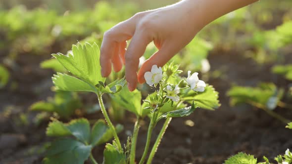Close-up of Female Hands Planting Strawberry Seedlings