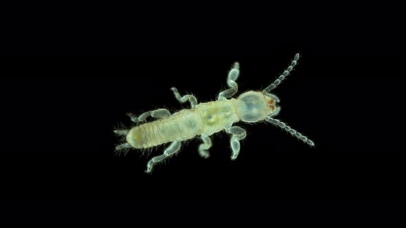 Newly Born Relic Insect Nymph Embia Savignyi Under a Microscope alt