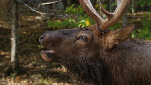 Close Up Of Large Elk With Antlers Opening Mouth
