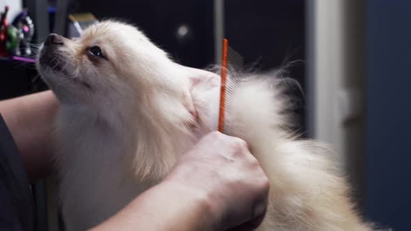Groomer Combs Dog's Fur with Comb in Salon Side View alt
