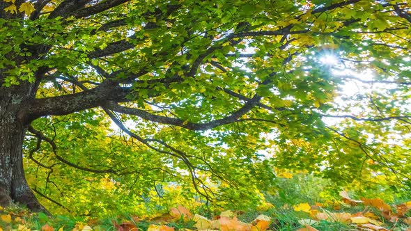  Timelapse of the Autumn Landscape with Oak Tree. Colorful Foliage in the Fall Park