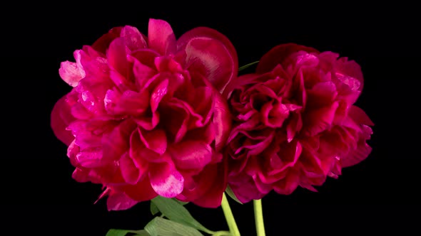 Time Lapse of Two Beautiful Red Peony Flowers Blooming alt