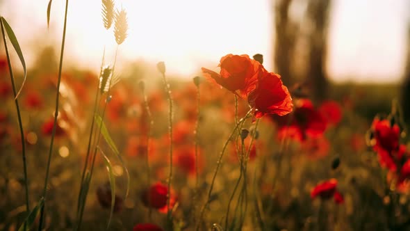 Beautiful Field of Red Poppies in the Sunset Light alt
