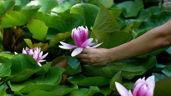 Beautiful flower in the pond pink white lotus in the water. Close-up woman hand is touching flowers