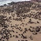 Cape Cross, massive seal colony on the beach and in the water, aerial shot - VideoHive Item for Sale