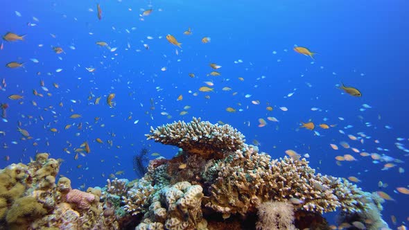 Fish Underwater Coral Reef alt