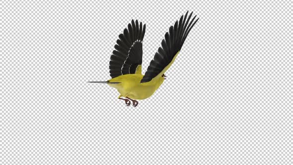 American Goldfinch - Flying Loop - Back Angle CU - Alpha Channel