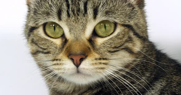 Brown Tabby Domestic Cat, Portrait of A Pussy On White Background, Close-up of Eyes and Mustache alt