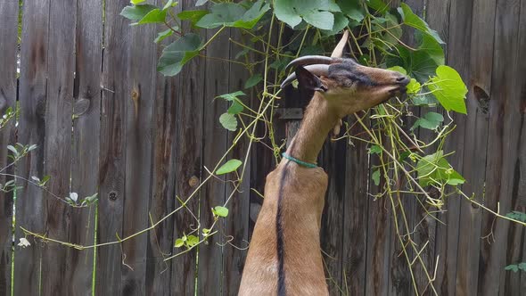 Funny Goat Eating Green Leaves