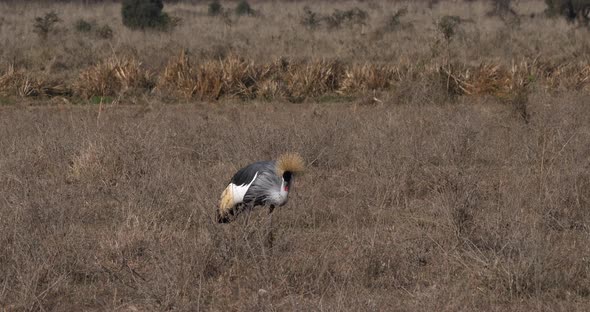 Grey Crowned Crane, balearica regulorum, Adult at Nairobi Park in Kenya, Real Time 4K alt