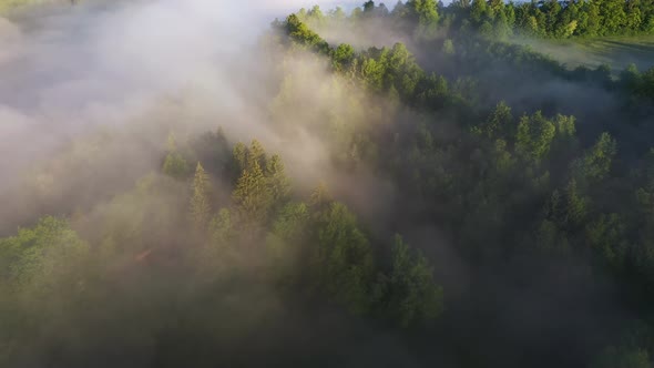 Foggy morning in the forest and landscape alt