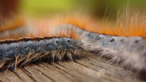 Extreme macro close up and extreme slow motion of a Western Tent Caterpillar passing in front of ano alt