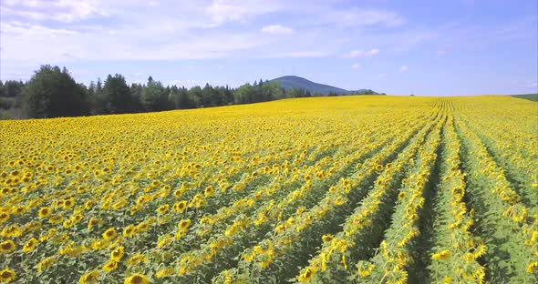 Aerial shot flying low over a field of colorful yellow sunflowers blooming. alt