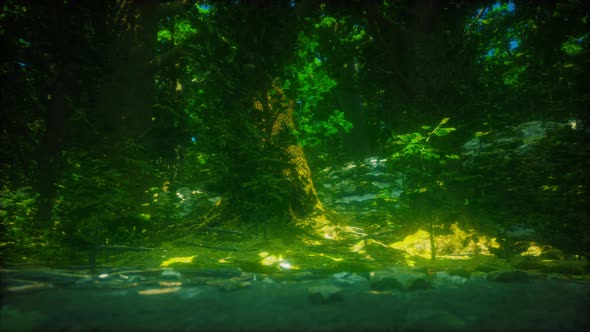 the Primeval Forest with Mossed Ground alt