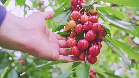Caucasian Male Hand is Touching Ripe Bird Cherry Berries on the Tree