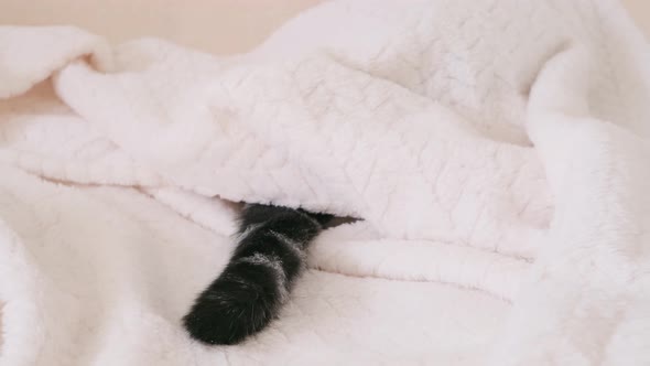 A gray, black-striped cat's tail on a light beige blanket.