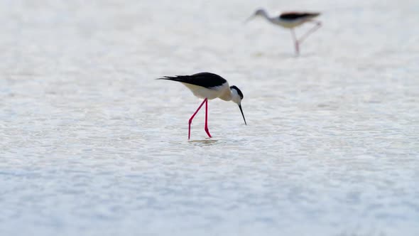 Small Bird in Shallow Water River or Lake An Animal in Its Natural Habitat Nature Wildlife Safari alt