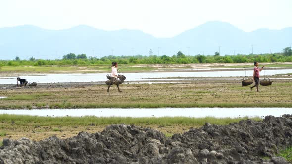 Rice Fields. Hard Work