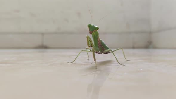 Praying Mantis busy cleaning it's own feet. alt