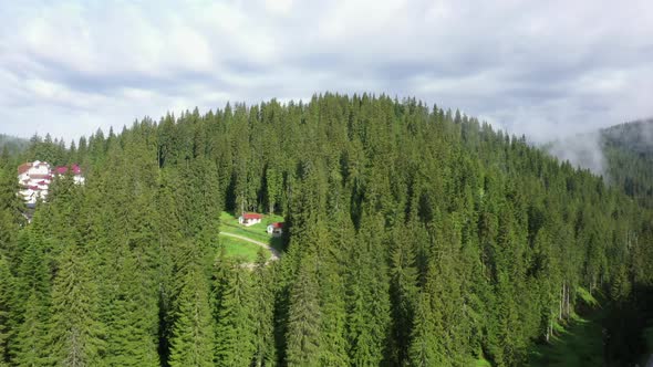 Trees and Wood Aerial View
