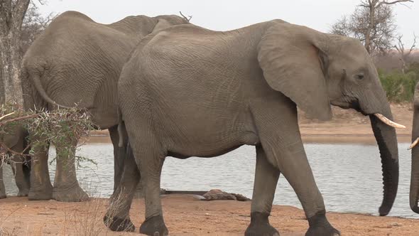 Old and young elephants walk by waterhole on cloudy day, South Africa alt