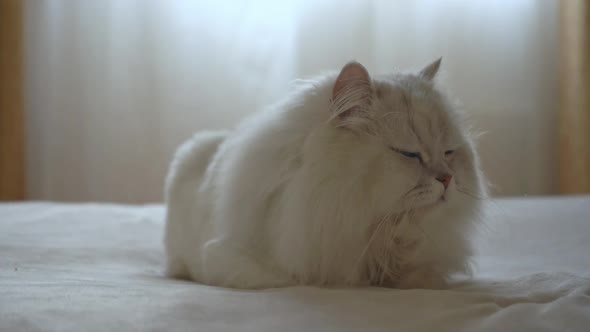 Persian Silver Chinchilla is Lying on the Bed in the Room and Slowly Closes Its Eyes alt