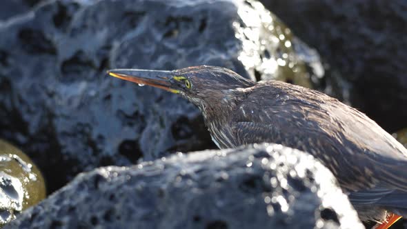 Close Up View Of Wet Lava Heron Perched In Between Lava Rocks In The Galapagos alt