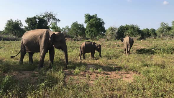 Elephants walk in the Safari with the baby elephant