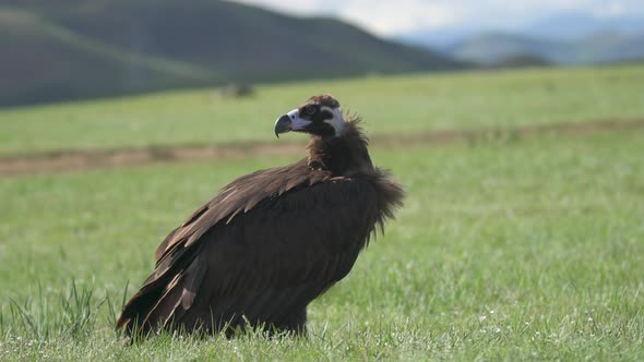 A Free Wild Cinereous Vulture Bird in Natural Habitat of Green Meadow alt
